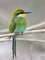 Swallow-tailed Bee-eater - Merops hirundineus