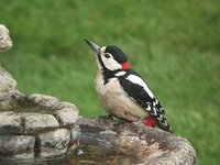 Great Spotted Woodpecker - Dendrocopos major