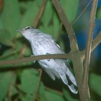 Large-billed Antwren - Herpsilochmus longirostris