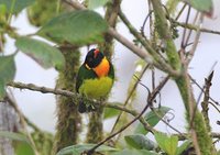 Orange-breasted Fruiteater - Pipreola jucunda