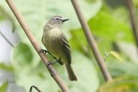 White-lored Tyrannulet - Ornithion inerme