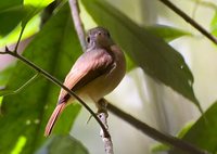 Ruddy-tailed Flycatcher - Terenotriccus erythrurus