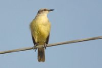 Cattle Tyrant - Machetornis rixosus