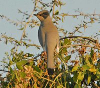 Hypocolius - Hypocolius ampelinus
