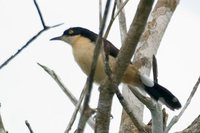 Black-capped Donacobius - Donacobius atricapilla