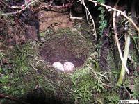 Black-faced Solitaire - Myadestes melanops