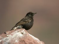 Black Wheatear - Oenanthe leucura