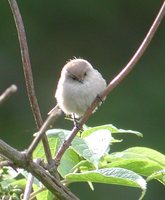 Bushtit - Psaltriparus minimus