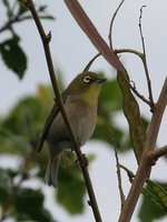 Japanese White-eye - Zosterops japonicus