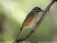 Yellow-faced Honeyeater - Lichenostomus chrysops