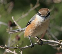 Bull-headed Shrike - Lanius bucephalus