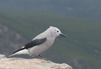 Clark's Nutcracker - Nucifraga columbiana