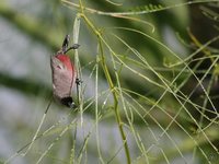 Black-cheeked Waxbill - Estrilda erythronotos