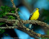 Adelaide Warbler - Dendroica adelaidae