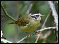 Three-striped Warbler - Basileuterus tristriatus