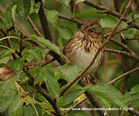 Lincoln's Sparrow - Melospiza lincolnii