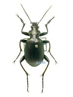 풀색명주딱정벌레 - Calosoma inquisitor cyanescens