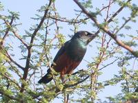 Chestnut-bellied Starling, Lamprotornis pulcher; Eritrea - Date unknown ?? Jugal Tiwari