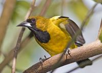 Jamaican oriole (nominate race,Icterus leucopteryx leucopteryx)