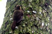 Thrush-like  woodcreeper   -   Dendrocincla  turdina   -
