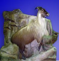 new zealand tahr