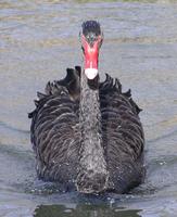 Black Swan