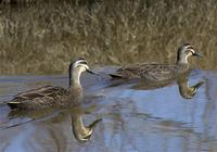 Pacific Black Ducks