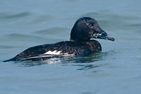 White-winged Scoter (Melanitta fusca)