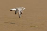 Grey plover C20D 02389.jpg