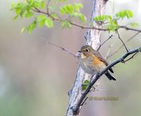 Red-flanked bluetail C20D 02714.jpg