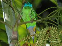 Gold-whiskered Barbet, Underside