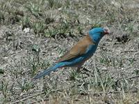 Blue-capped Cordon-Bleu p.548