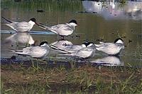 Whiskered Terns