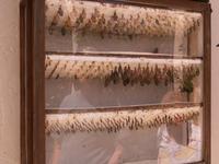 Chrysalis/Cocoons
