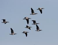 Barnacle Goose (Branta leucopsis)