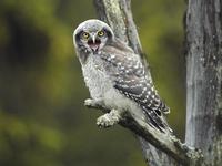 Northern Hawk Owl (Surnia ulula)