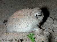 : Breviceps macrops; Desert Rain Frog