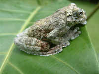 : Dendropsophus marmoratus