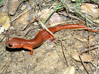 : Ensatina eschscholtzii eschscholtzii; Monterey Ensatina