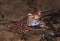 : Hypsiboas balzani; Yungas Treefrog