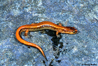 : Plethodon vandykei; Van Dyke's Salamander