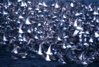 : Calidris mauri; Western Sandpiper