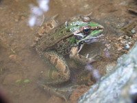 : Rana perezi; Iberian Green Frog