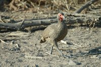 : Pternistis swainsonii; Swainson's Francolin