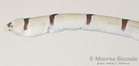 : Myrichthys colubrinus