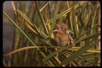 : Xanthocephalus xanthocephalus; Yellow-headed Blackbird