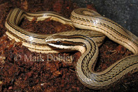 : Conophis lineatus; Road Guarder
