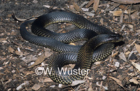: Pseudechis australis; Mulga Snake