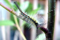 : Orgyia leucostigma; White Marked Tussock Moth