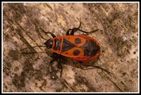 : Pyrrhocoris apterus